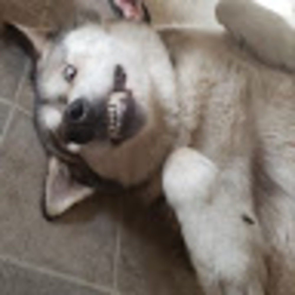 Meet your Posher, Brandi